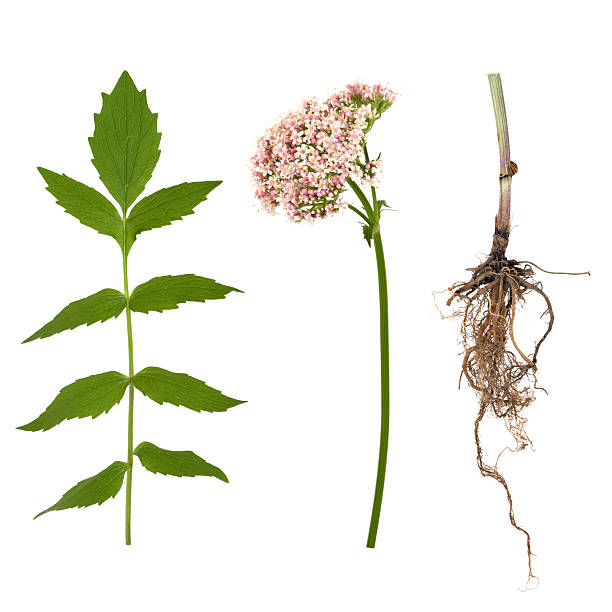 Valerian Leaf, Root and Flower stock photo