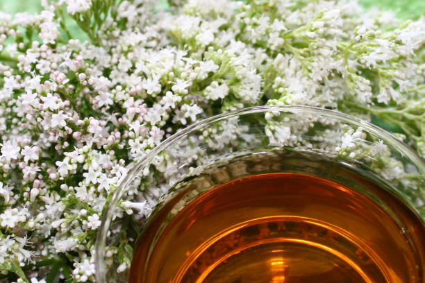 thé de valériane et fleurs de valériane - valeriane photos et images de collection