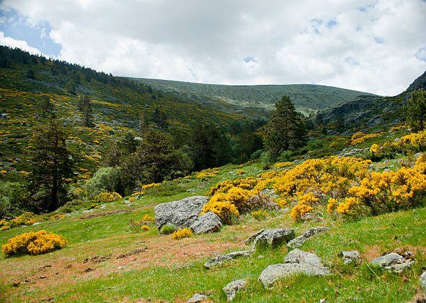 Valhondillo valley in Guadarrama national park Valhondillo valley in Guadarrama national Park, taken with Canon EOS 400D and processed with Adobe Photoshop CS5. scotch broom stock pictures, royalty-free photos & images