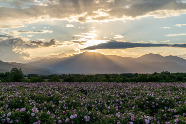 Valley covered in bulgarian pink rose during sunset stock photo