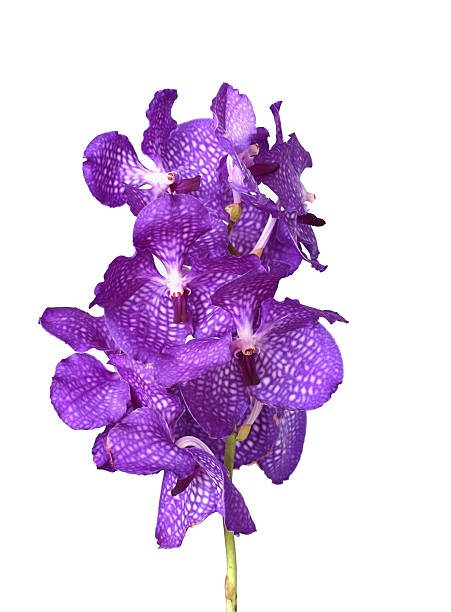 Vanda Orchids stock photo