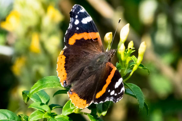 Vanessa atalanta. Red Admiral butterfly on a plant leaf (UK) stock photo