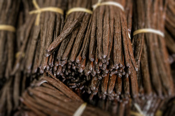 Vanilla beans Bunches of Vanilla beans from Madagascar plant pod stock pictures, royalty-free photos & images