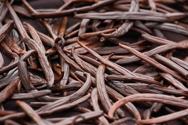 Vanilla dry fruit Vanilla dry fruit in the curing ferments process for grading vanilla flavor. plant pod stock pictures, royalty-free photos & images