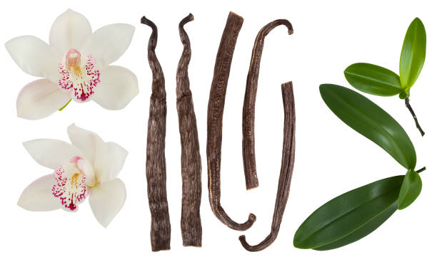 Vanilla isolated on white background set. Orchid  flower, stick or dry bean and green leaves group collection Vanilla isolated on white background set. Orchid  flower, stick or dry bean and green leaves group collection plant pod stock pictures, royalty-free photos & images