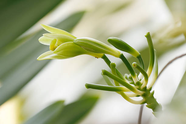 Vanilla planifolia flower stock photo