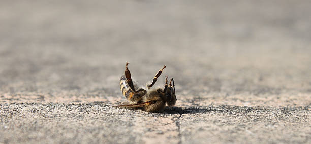 tote Biene auf Asphalt