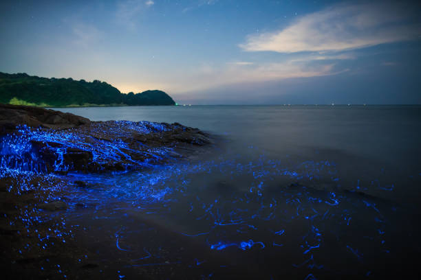 Vargula hilgendorfii or sea fireflies on the coast of Japan stock photo
