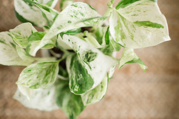Variegated Pearls & Jade Pothos Plant jade pothos stock pictures, royalty-free photos & images