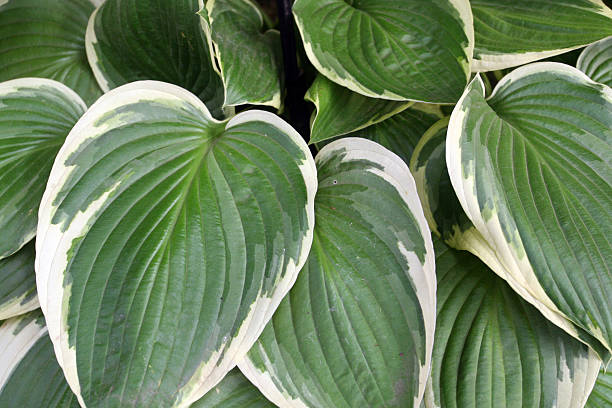 Variegated stock photo