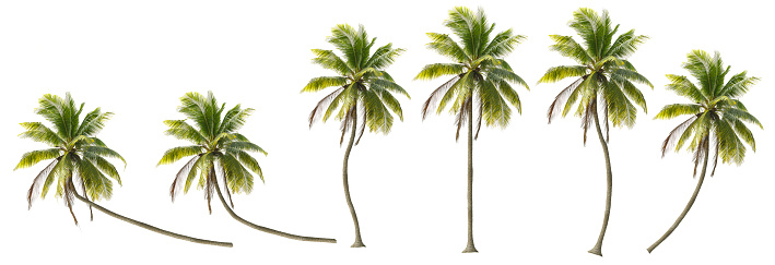 Coconut trees in different stems, Isolated on white background