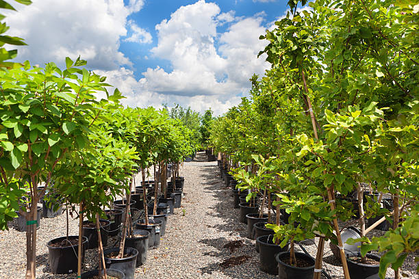 Variety of Sapling Tree Display in Lanscaping Garden Center Variety of tree seedling plants displayed in a garden center retail store. garden center stock pictures, royalty-free photos & images