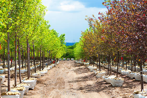 Variety of Sapling Tree Display in Lanscaping Nursery Garden Center Variety of tree seedling plants displayed in a garden center retail store. garden center stock pictures, royalty-free photos & images