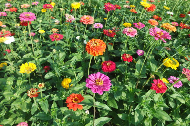 Various Color Zinnia Elegans Field Various Color Zinnia Elegans in flower field zinnia stock pictures, royalty-free photos & images