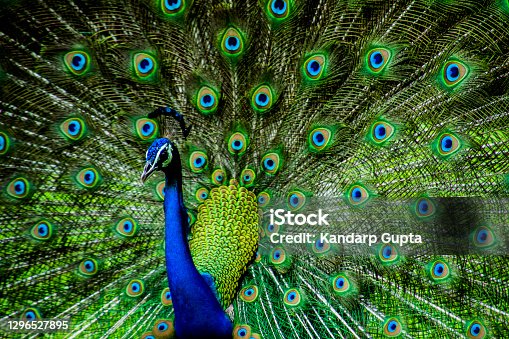 istock Various dance poses of an Indian Male Peacock 1296527895