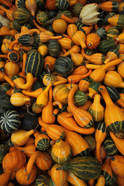Various Gourds Vertical stock photo