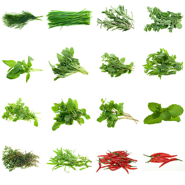Various herbs collection on a white background stock photo
