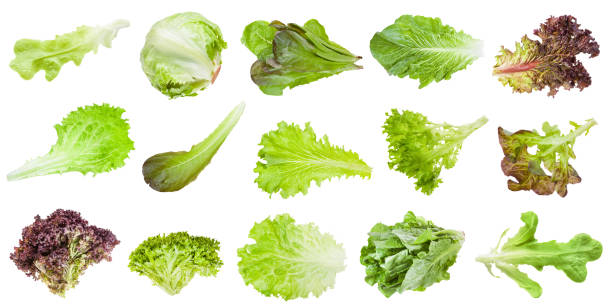 9,789 Leaf Lettuce Stock Photos, Pictures & Royalty-Free Images - iStock
