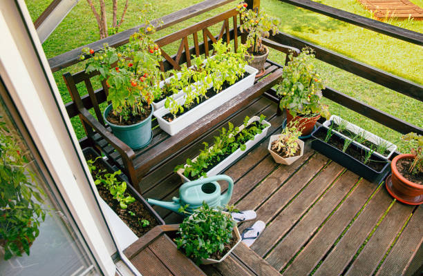 Various potted herbs and plants growing on home wood balcony in summer, small vegetable garden concept. stock photo