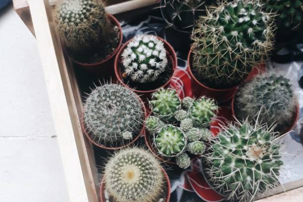 Various types of cactus stock photo