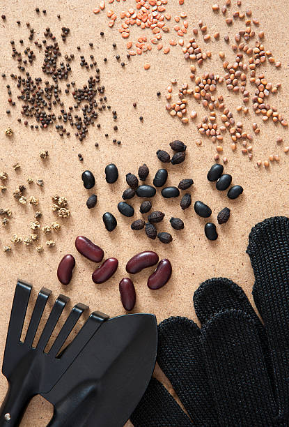 Various types seeds, shovel, rake and black garden gloves stock photo