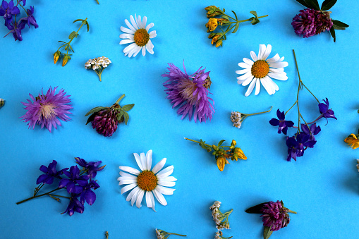 Various wild flowers lie on a blue background.