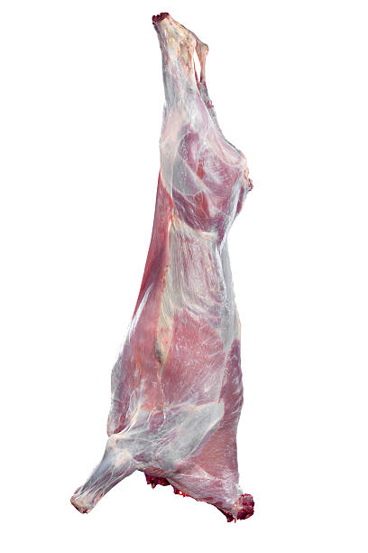 veal veal carcass studio shot isolated on white background with clipping path dead animal stock pictures, royalty-free photos & images
