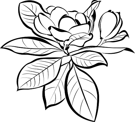 Vector Magnolia floral botanical flowers.Black and white with linear art on a white background.