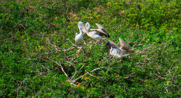 vedanthangal bird sanctuary stock photo