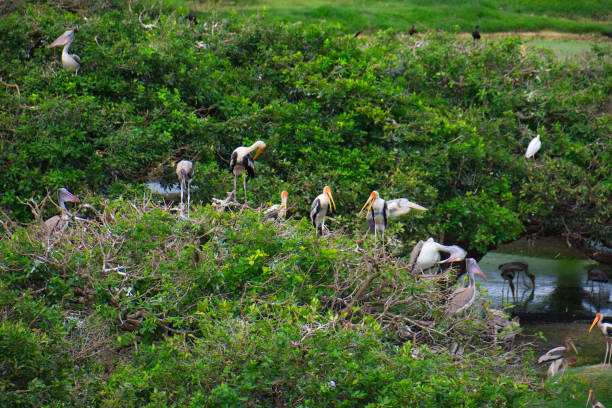 vedanthangal bird sanctuary stock photo