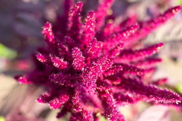 Vegetable amaranth flower with seeds, top view, blurred focus. Growing and caring for plants stock photo
