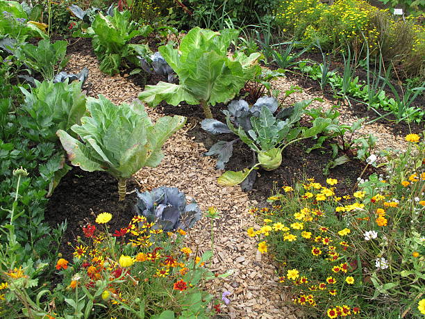 Vegetable Garden stock photo