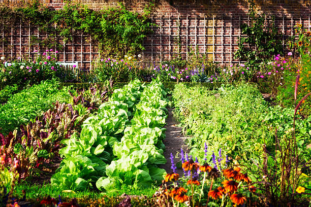 Vegetable garden Vegetable garden in late summer. Herbs, flowers and vegetables in backyard formal garden. Eco friendly gardening vegetable garden stock pictures, royalty-free photos & images