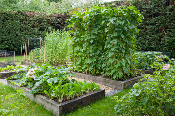 Vegetable patch in an English garden, UK Vegetable patch with raised beds in a large English garden, UK runner bean stock pictures, royalty-free photos & images