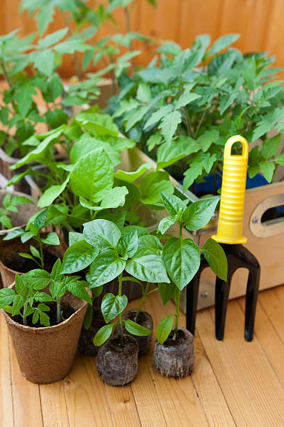 Vegetable seedlings indoor stock photo