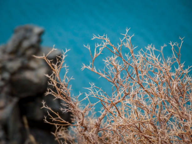 Vegetation against the blue waters of a lake stock photo