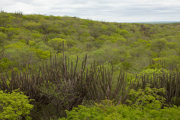 Vegetation in Caatinga, Brazil stock photo