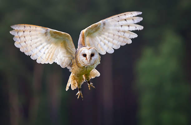 Veil owl in the flight  animal wing photos stock pictures, royalty-free photos & images