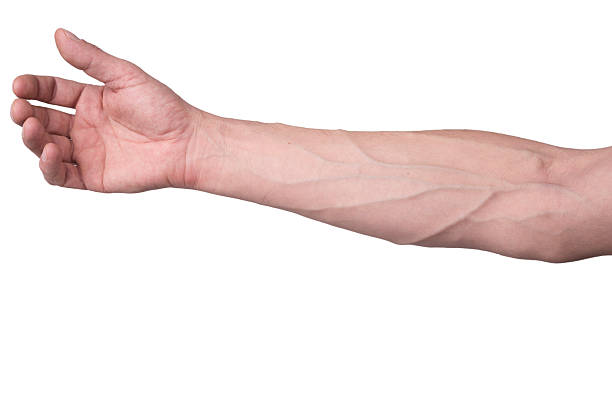 veins on an arm - arm lichaamsdeel stockfoto's en -beelden