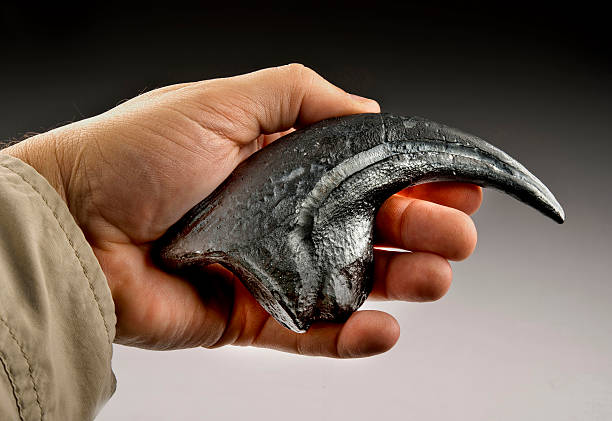 Royalty Free Velociraptor Pictures, Images and Stock Photos - iStock