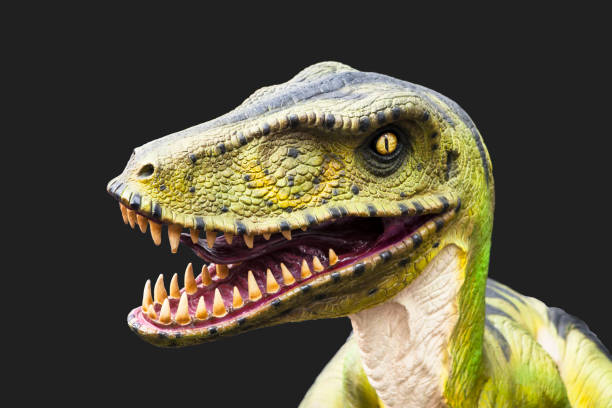 Velociraptor dinosaur stock photo