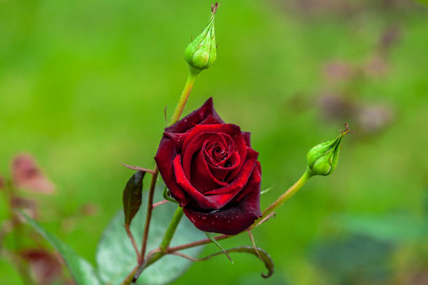 Velvet rose in rainy day stock photo