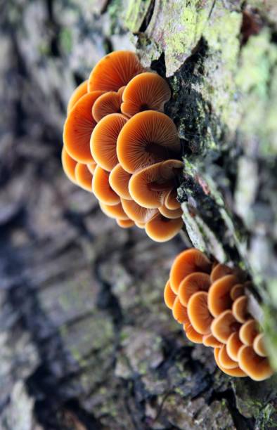 Velvet Shank on a tree Close up of Enokitake mushroom on a tree enoki mushroom stock pictures, royalty-free photos & images