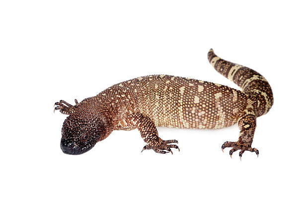 Venomous Beaded lizard isolated on white Venomous Beaded lizard, Heloderma horridum, isolated on white background gila monster stock pictures, royalty-free photos & images