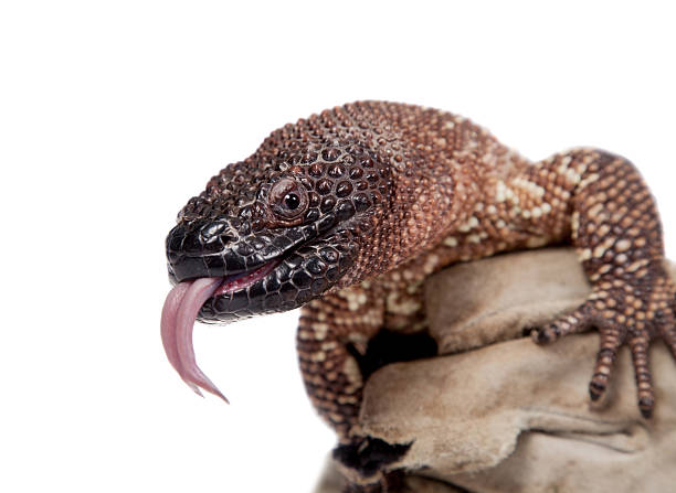Venomous Beaded lizard isolated on white Venomous Beaded lizard, Heloderma horridum, isolated on white background gila monster stock pictures, royalty-free photos & images