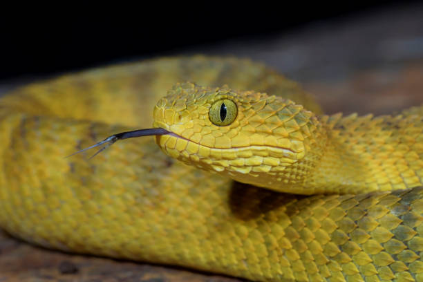Venomous Bush Viper Snake (Atheris squamigera) with Forked Tongue Venomous Bush Viper Snake (Atheris squamigera) with Forked Tongue snake with its tongue out stock pictures, royalty-free photos & images
