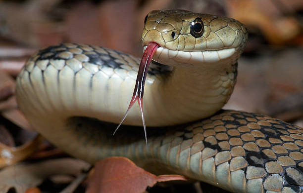 Venomous snake The venomous Australian Rough Scaled Snake with it's forked tongue out.  This is one of the most dangerous snakes and reptiles in the world.  Photographed completely in the wild. animal mouth photos stock pictures, royalty-free photos & images