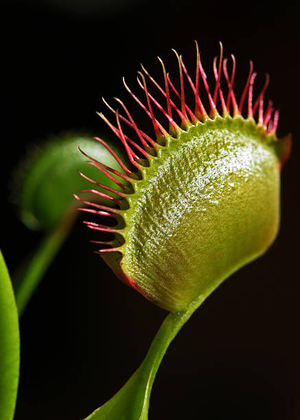 Venus Fly Trap A carnivorous plant called a venus flytrap, closed and digesting its insect prey. carnivorous stock pictures, royalty-free photos & images