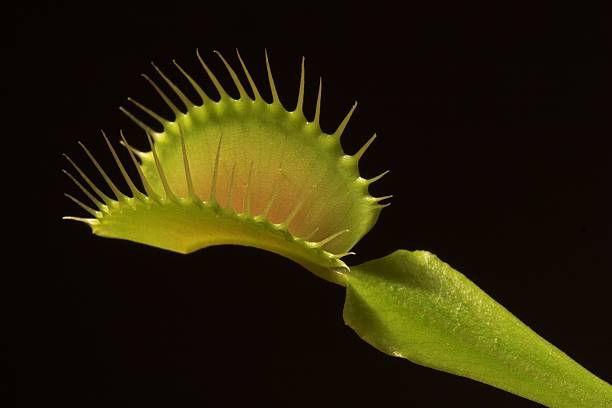 Venus Fly Trap (Dionaea Muscipula) Close-up picture of a carnivorous plant isolated on black background carnivorous stock pictures, royalty-free photos & images