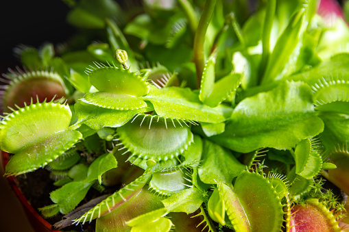 Venus flytrap carnivorous plant. Dionaea Muscipula close-up view
